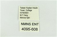 印華波紋蛾藏品圖，第3張