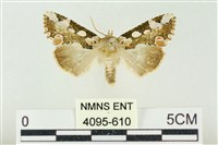 連珠波紋蛾藏品圖，第1張