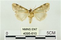 連珠波紋蛾藏品圖，第2張