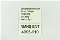 連珠波紋蛾藏品圖，第3張