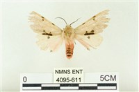 棍棒污燈蛾藏品圖，第1張