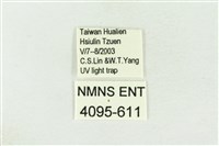 棍棒污燈蛾藏品圖，第3張