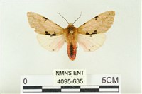 棍棒污燈蛾藏品圖，第1張