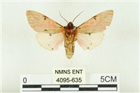 棍棒污燈蛾藏品圖，第2張