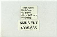 棍棒污燈蛾藏品圖，第3張