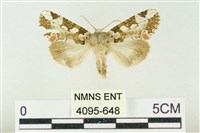 連珠波紋蛾藏品圖，第1張