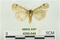 連珠波紋蛾藏品圖，第2張