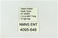 連珠波紋蛾藏品圖，第3張