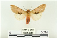 棍棒污燈蛾藏品圖，第1張