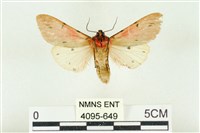 棍棒污燈蛾藏品圖，第2張