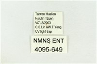 棍棒污燈蛾藏品圖，第3張