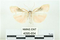 臺雪苔蛾藏品圖，第2張