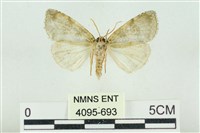 臺灣銀斑異波紋蛾藏品圖，第2張