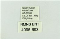 臺灣銀斑異波紋蛾藏品圖，第3張