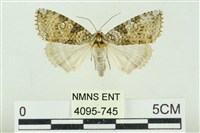 臺灣銀斑異波紋蛾藏品圖，第1張