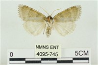 臺灣銀斑異波紋蛾藏品圖，第2張