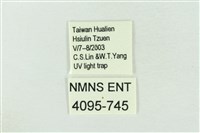 臺灣銀斑異波紋蛾藏品圖，第3張