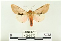 棍棒污燈蛾藏品圖，第1張