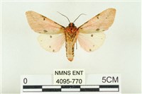 棍棒污燈蛾藏品圖，第2張