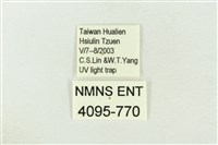 棍棒污燈蛾藏品圖，第3張