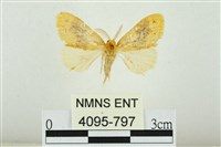 寬紋黃毒蛾藏品圖，第1張