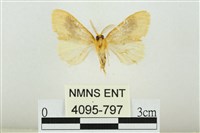 寬紋黃毒蛾藏品圖，第2張