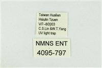 寬紋黃毒蛾藏品圖，第3張