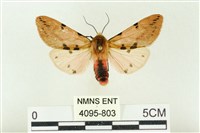 棍棒污燈蛾藏品圖，第1張