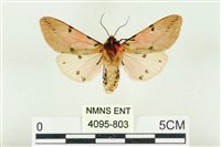 棍棒污燈蛾藏品圖，第2張