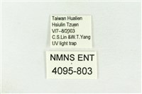 棍棒污燈蛾藏品圖，第3張