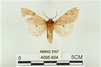 棍棒污燈蛾藏品圖，第2張