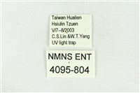 棍棒污燈蛾藏品圖，第3張