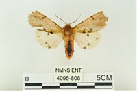 棍棒污燈蛾藏品圖，第1張