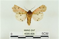 棍棒污燈蛾藏品圖，第2張