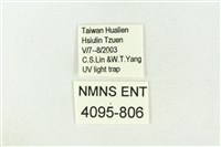 棍棒污燈蛾藏品圖，第3張