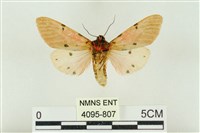 棍棒污燈蛾藏品圖，第2張