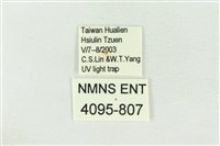 棍棒污燈蛾藏品圖，第3張