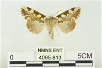 連珠波紋蛾藏品圖，第1張