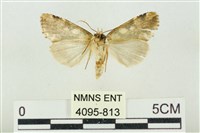 連珠波紋蛾藏品圖，第2張