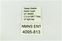 連珠波紋蛾藏品圖，第3張