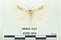 臺雪苔蛾藏品圖，第2張