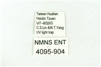 臺雪苔蛾藏品圖，第3張