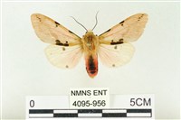 棍棒污燈蛾藏品圖，第1張