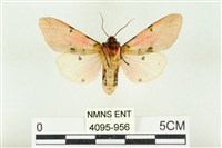 棍棒污燈蛾藏品圖，第2張