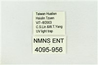 棍棒污燈蛾藏品圖，第3張