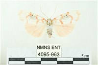 臺雪苔蛾藏品圖，第1張