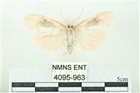 臺雪苔蛾藏品圖，第2張