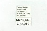 臺雪苔蛾藏品圖，第3張