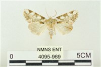 連珠波紋蛾藏品圖，第1張