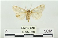 連珠波紋蛾藏品圖，第2張